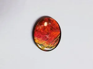 Ammolite calibrated triplet 13x11mm cabochon 1pc