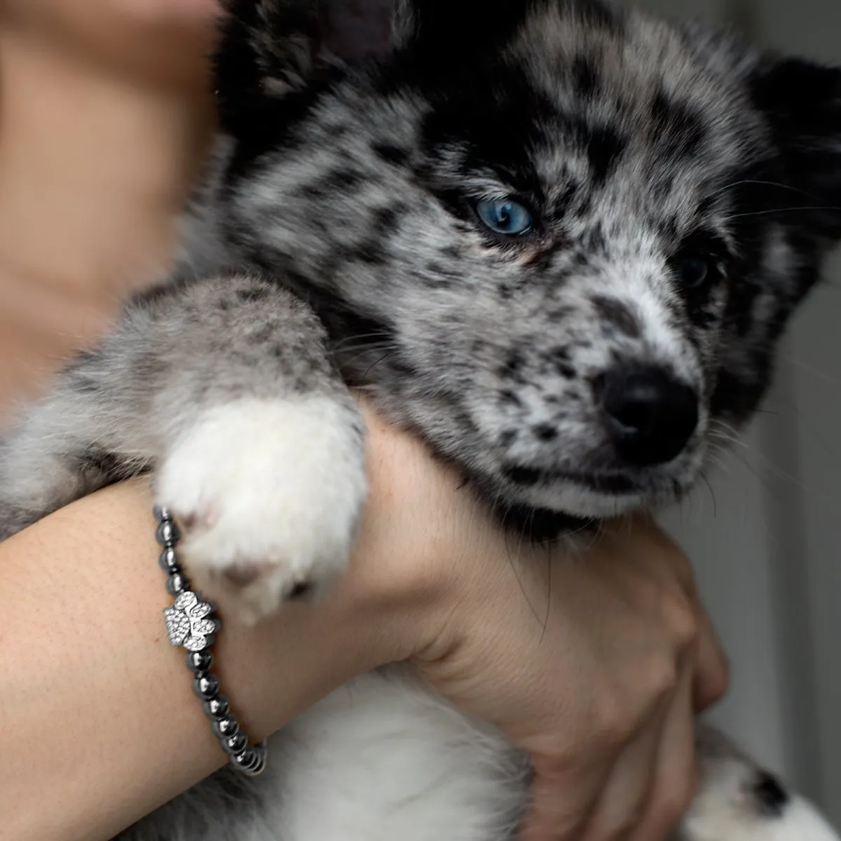 Paw | Silver | Crystal Pup Print